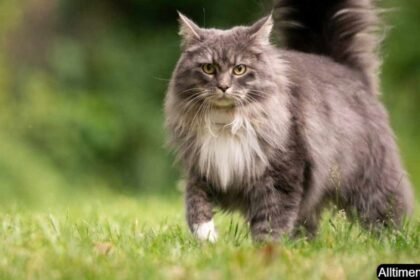 Maine Coon Cats