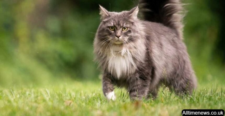 Maine Coon Cats