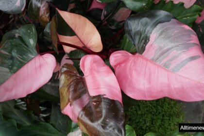 Pink Princess Philodendron